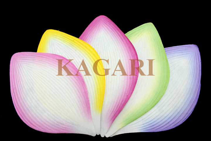 五色のハスの花弁