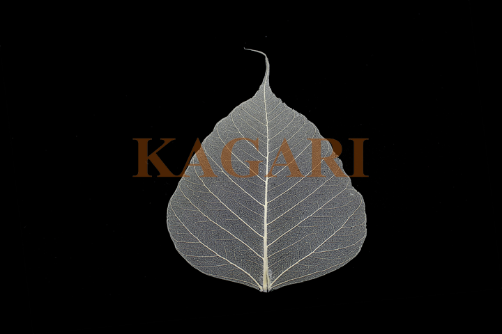 本物の菩提樹(白）
