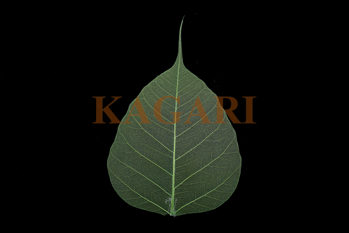 本物の菩提樹(緑）