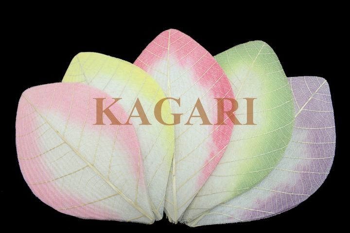五色の上ハスの花弁